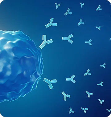 Antibody Humanization & PTM Service